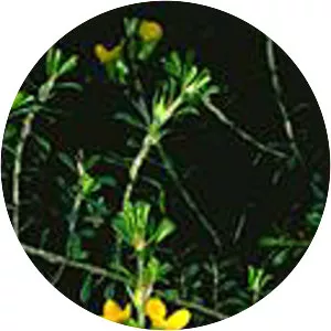 Pultenaea parviflora - 