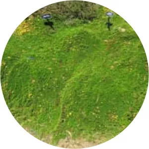 Pultenaea pedunculata