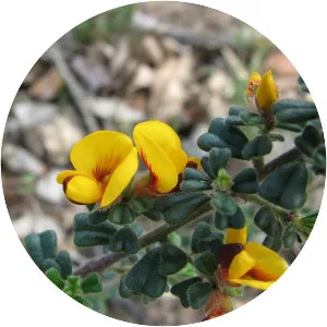 Pultenaea scabra