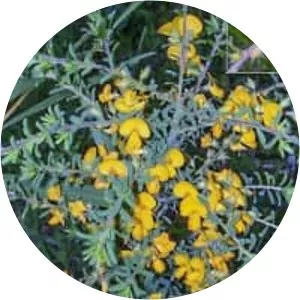 Pultenaea villosa