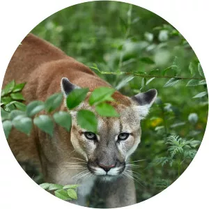 Pumas At The End Of The WorldSince 2020