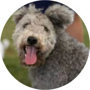 Pumi