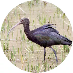 Puna ibis (Plegadis ridgwayi)