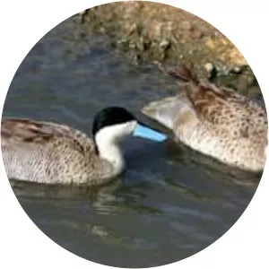 Puna teal