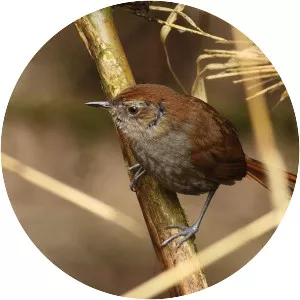 Puna thistletail - Bird