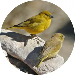 Puna yellow finch