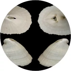 Puncturella noachina