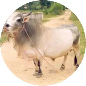 Punganur cattle
