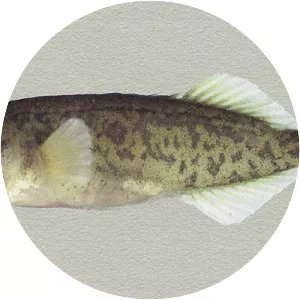 Pungitius hellenicus