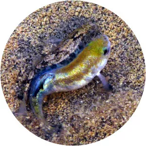 Pupfish