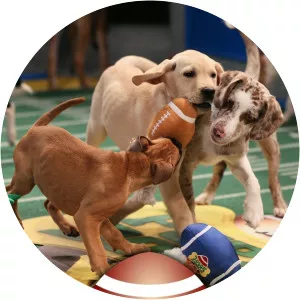 Puppy Bowl XSince 2014