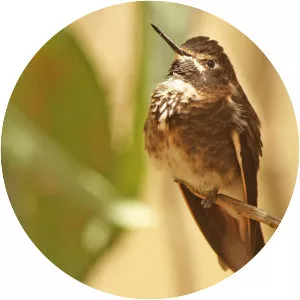 Purple-backed sunbeam