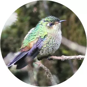 Purple-backed thornbill
