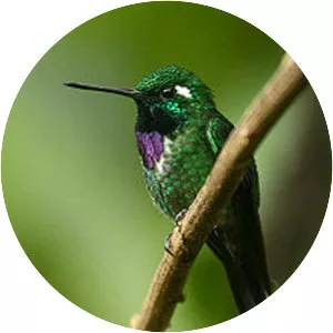 Purple-bibbed whitetip