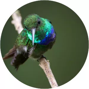 Purple-chested hummingbird