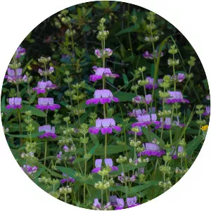 Purple chinese houses