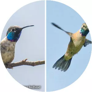 Purple-collared woodstar