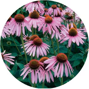 Purple coneflower
