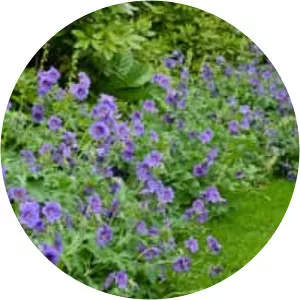 Purple cranesbill - Plants