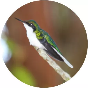 Purple-crowned fairy