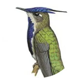 Purple-crowned plovercrest