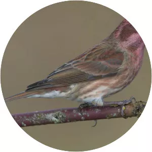 Purple finch
