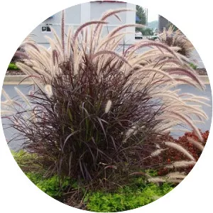 Purple Fountain Grass - Plants