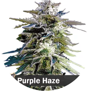 Purple Haze - Plants