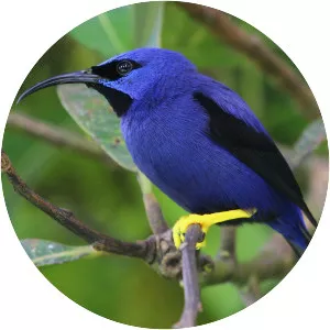 Purple honeycreeper