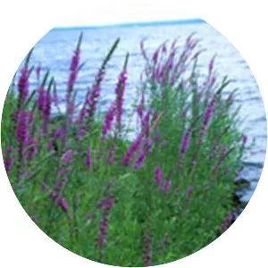 Purple loosestrife