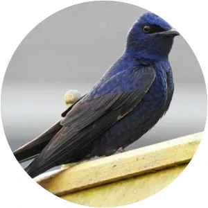 Purple martin
