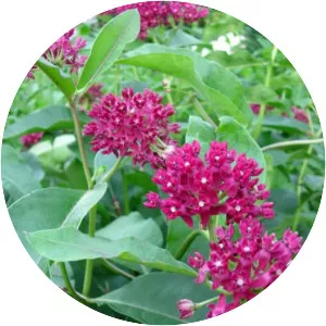 Purple milkweed
