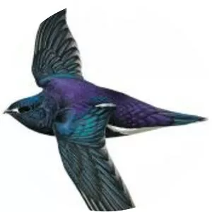 Purple needletail - 