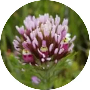 Purple owl's clover