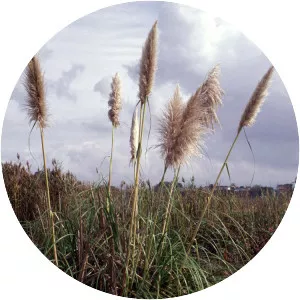 Purple pampas grass - Plants