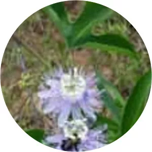 Purple passionflower (Çarkıfelek)