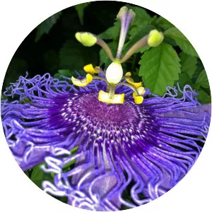 Purple passionflower
