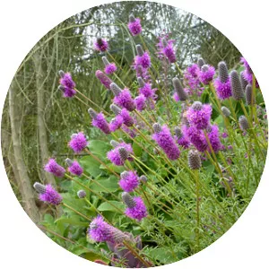 Purple prairie clover - Plants
