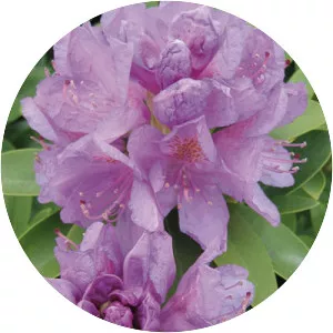 Purple rhododendron