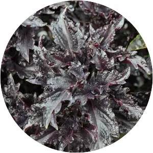 Purple ruffles basil