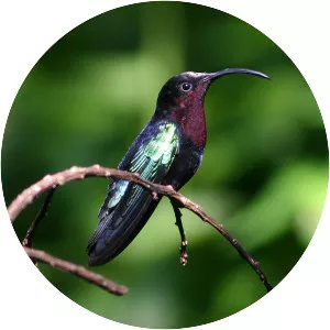 Purple-throated carib - Bird