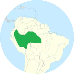 Purple-throated cotinga - 