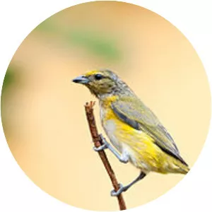 Purple-throated euphonia - Bird