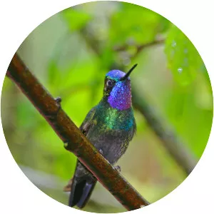 Purple-throated mountaingem