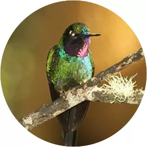 Purple-throated sunangel - Bird