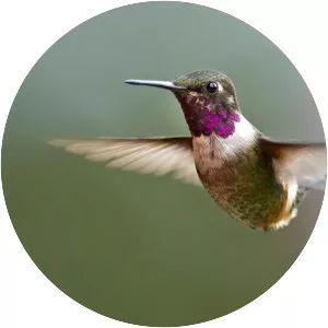 Purple-throated woodstar