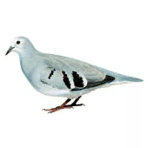 Purple-winged ground dove