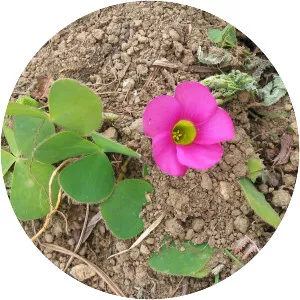 Purple woodsorrel - Plants