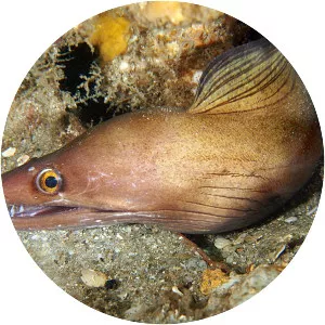 Purplemouth moray eel