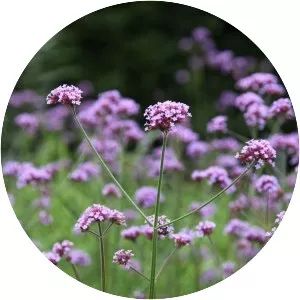 Purpletop vervain